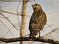 Red-shouldered Hawk