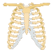 Rib cage