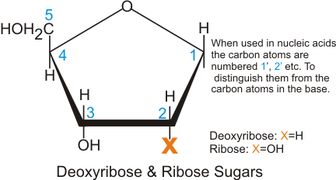 Ribose deoxyribose.png