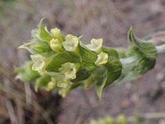 Sideritis syriaca kz03.jpg