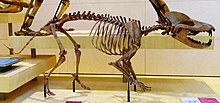 Fotografie rekonstruované kostry zvířete, na níž nejvíce zaujme mohutná lebka s výraznými špičáky, zřetelným jařmovým obloukem a sagitálním hřebenem