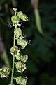 Tellima grandiflora