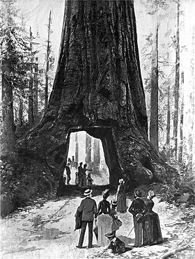 Une peinture de 1887 du Wawona Tree.