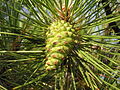 二針葉松Pinus nigraの球果の鱗片の先端に発達する突起(英：umbo)