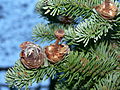 Abies lasiocarpa