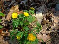 Adonis amurensis,