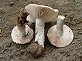 Amanita gilbertii