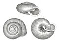 The polygyrid snail, Appalachina sayana from Binney, 1878.