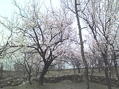 Apricot tree