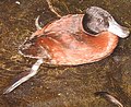 Argentine Ruddy Duck