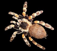 Description de l'image Brachypelma edit.jpg.