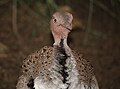 Buff-crested Bustard