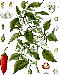 Capsicum annuum L.