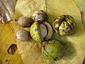 Carya ovata (noyer blanc). Fruits et noix (à gauche et en haut).