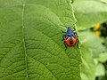 Euthyrhynchus floridanus, ninfa