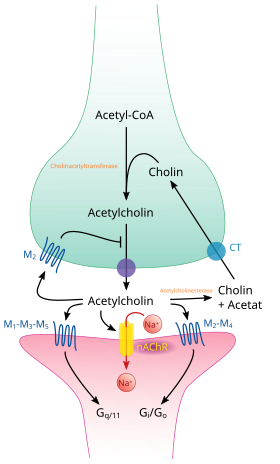 Synapse chlolinergique