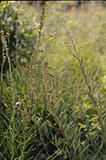 Desmodium canadense.jpg