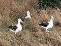 [1]: Albatrosser Albatrossen