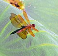 Eastern Amberwing (Perithemis tenera) dragonfly DeSoto National Wildlife Refuge