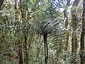 Dypsis rivularis