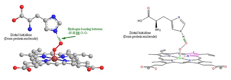 O2 stabilized by distal histidine