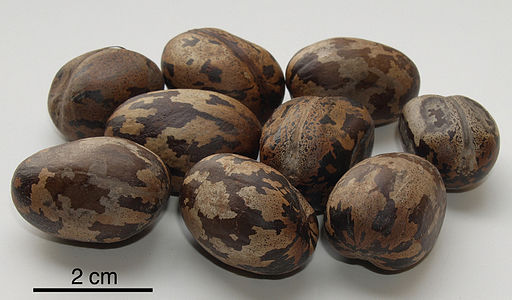 Hevea brasiliensis seeds, by Luis Fernández García