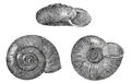 The haplotrematid snail, Haplotrema concavum from Binney, 1878.