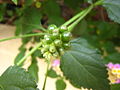 Fruits tòxics de Lantana camara