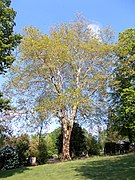 MH-ND28-Platane Altstadtfriedhof.jpg