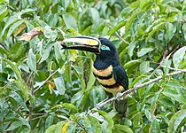 Many-banded aracari