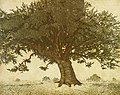 Michael E. Arth - Quercus virginiana, 1975