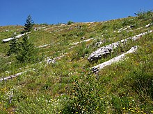 Venticinque anni dopo la devastante eruzione del Monte St. Helens, negli Stati Uniti, le specie pioniere si sono trasferite.