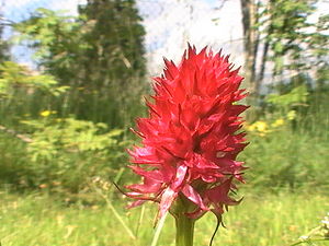 Nigritella rossa