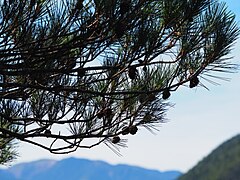 Pinus taiwanensis, Guanwu, Miaoli, Taiwan 07.jpg