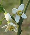 Fiori di pumpelmu