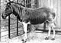 Quagga, (Steppezebra)