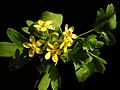 Ribes aureum