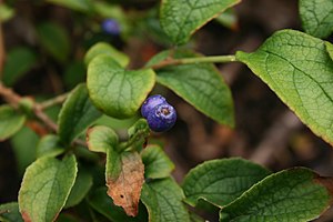 노린재나무(S. paniculata)