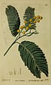 Botanical ilustration (1815)