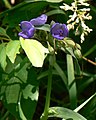 Ohio spiderwort (Tradescantia ohiensis)