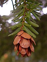 foliage and cone