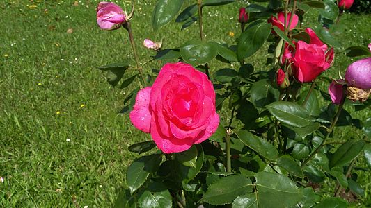 Rosas en Goberno, Castro de Rei