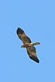 Whistling kite