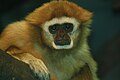 White Handed Gibbon