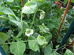 -2019-07-20 Garden pea (Pisum sativum) in flower, Trimingham.JPG