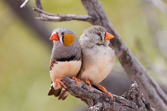 A pair of Australian Zebra Finches at Sturt National Park NSW Photograph: User:PotMart186