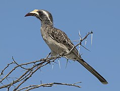 African Grey Hornbill (Lophoceros nasutus epirhinus) female