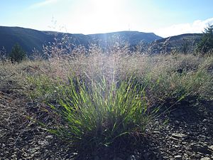 Krybhvene (Agrostis stolonifera)