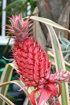 Ananas bracteatus