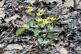 Caltha palustris kz07.jpg